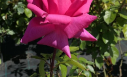 Criterion - róża wielkokwiatowa - Rose Criterion