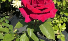 Fulgurante - Róża wielkokwiatowa - Rose Fulgurante