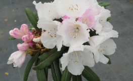 Yaku Angel - Rhododendron selekt degronianum ssp. yakushimanum var. yakushimanum - Yaku Angel - Rhododendron selekt degronianum ssp. yakushimanum var. yakushimanum