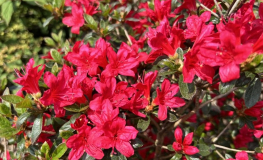 Kroměříž PBR - Japanese azalea - Kroměříž PBR - Rhododendron