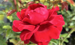 Musimara - róża pnąca - Rosa - Musimara