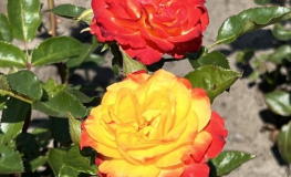 Rumba - róża wielokwiatowa - Rosa - Rumba