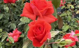 Sika - Großblütige Rose - Rosa - Sika