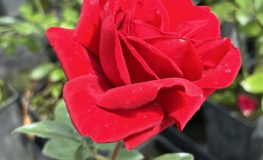 Tenerife - Großblütige Rose - Rose Tenerife