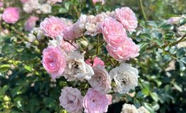 The Fairy - Bedding Rose - Rosa The Fairy