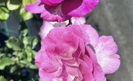 Violette Perfume - Schlingrose/Mehrblütige Rose - Rosa - Violette Perfume