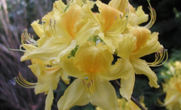 Azalia pontyjska (Rh. luteum) - Rhododendron luteum (Azalea pontica)