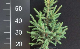 Picea mariana 'Beissneri' - Black spruce - Picea mariana 'Beissneri'