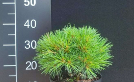 Pinus strobus 'Greg' - Weymouth pine; eastern white pine; northern white pine - Pinus strobus 'Greg'