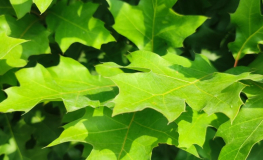 Quercus palustris 'Green Dwarf' - dąb błotny - Quercus palustris 'Green Dwarf'