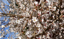 Prunus incisa 'Mikinori' - Fuji cherry - Prunus incisa 'Mikinori'