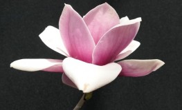 Venus - Magnolia Tree - Venus - Magnolia ; (magnolia 'Bl T' x magnolia 'Pick's Ruby')