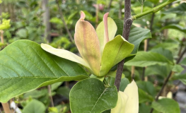 Woodsman - Magnolie ×brooklynensis - Magnolie - Woodsman - Magnolia ×brooklynensis; (magnolia acuminata x magnolia liliiflora)