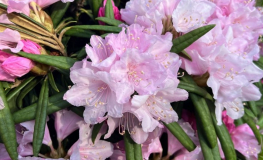 Fuju-kaku-no-matsu - różanecznik makinoi - Fuju-kaku-no-matsu - Rhododendron makinoi