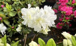 EISPRINZESSIN  - Japanische Azalee - EISPRINZESSIN -  Rhododendron