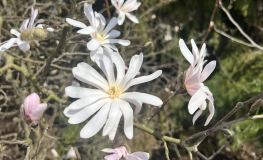 stellata 'Rosea' - magnolia gwiaździsta - Magnolia stellata 'Rosea'