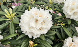 Oberschlesien - różanecznik insigne x degronianum ssp. yakushimanum - Oberschlesien - Rhododendron insigne x degronianum ssp. yakushimanum
