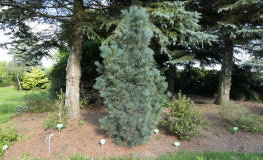 Pinus pumila 'Säntis' - sosna karłowa - Pinus pumila 'Säntis'