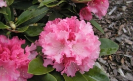 Excelsior - Rhododendron yakushimanum - Excelsior - Rhododendron yakushimanum