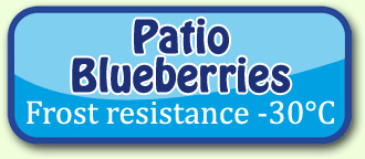 Patio Blueberries
