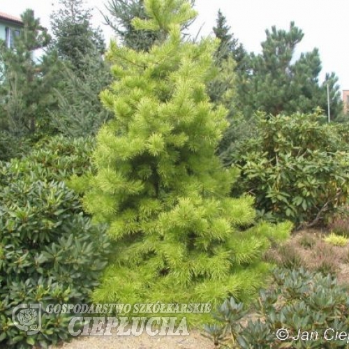 Pinus contorta 'Anna Aurea' - Shore Pine ; Beach Pine - Pinus contorta 'Anna Aurea'