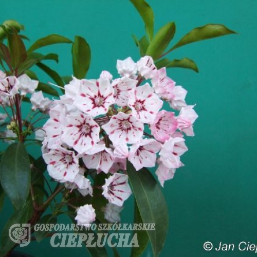 Kalmia latifolia 'Peppermint'-Mountain Laurel Peppermint Calico-bush - Kalmia latifolia 'Peppermint'