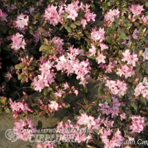 Rhododendron racemosum - Рододе́ндрон кистевидный - Rhododendron racemosum