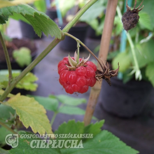 Rubus idaeus Glen Ample - Raspberry - Rubus idaeus Glen Ample