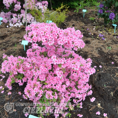 Ultawa - Japanese Azalea - Ultawa - Rhododendron