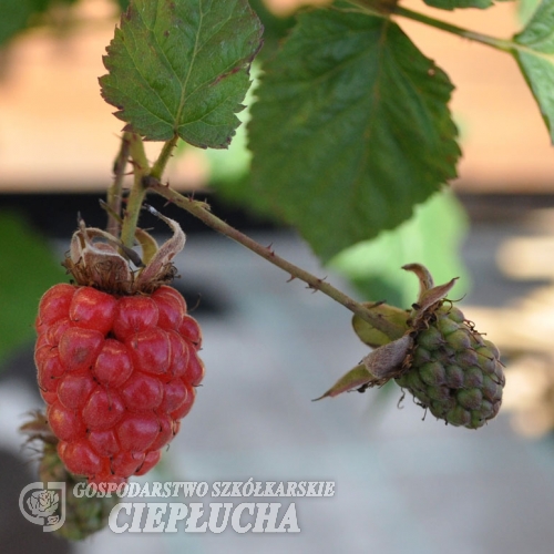 Rubus idaeus Polesie- malina - Rubus idaeus Polesie