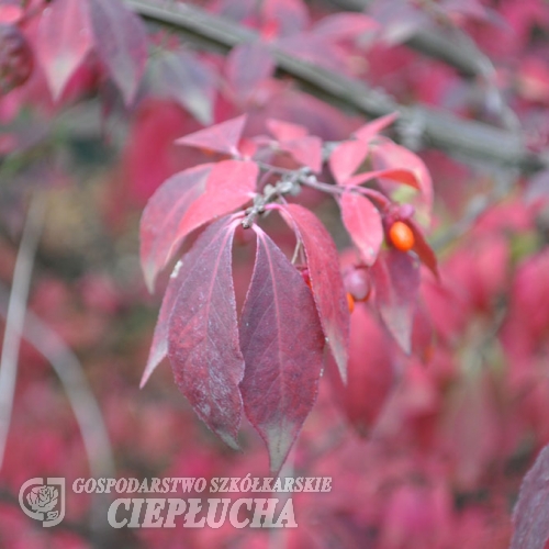 Euonymus alatus 'Compactus' - trzmielina oskrzydlona - Euonymus alatus 'Compactus'