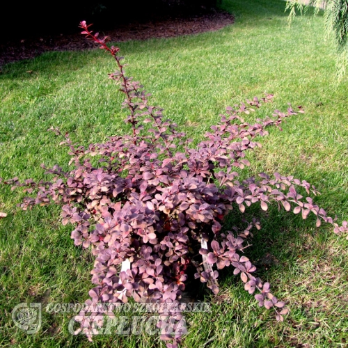 Berberis thunbergii 'Dart's Red Lady'- Japanese Barberry - Berberis thunbergii 'Darts Red Lady'