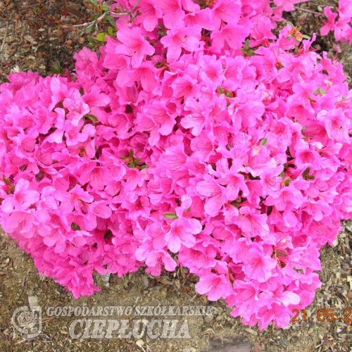 Madame van Hecke - Japanese Azalea - Madame van Hecke - Rhododendron