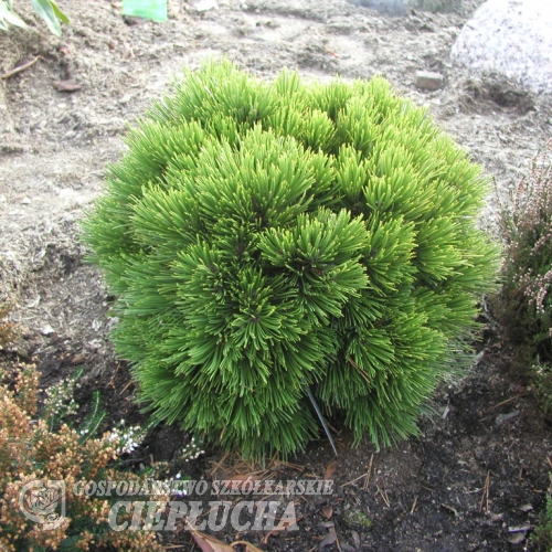 Pinus heldreichiis  'Schmidtii' -  Bosnian Pine - Pinus heldreichii 'Schmidtii'   ;  Pinus leucodermis