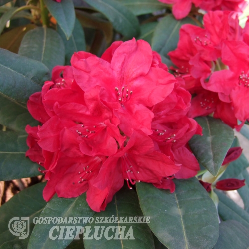 Red Impulse - Rhododendron hybrid - Red Impulse - Rhododendron hybridum