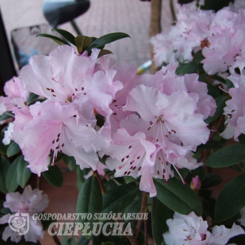 Tessa - Rhododendron - Tessa - Rhododendron