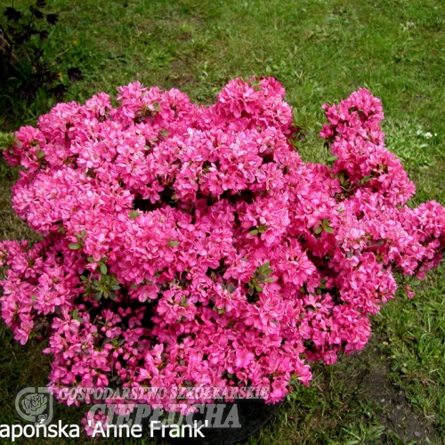 Anne Frank - Japanese azalea - Anne Frank - Rhododendron