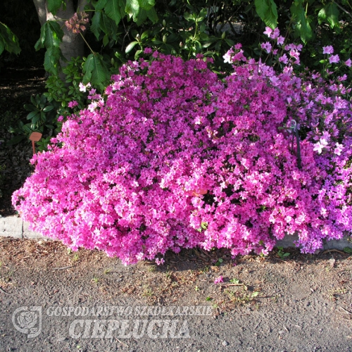 Doubrava - Japanese azalea - Doubrava - Rhododendron