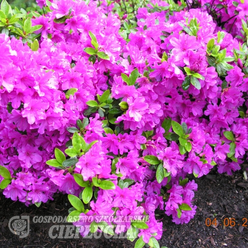 Geisha Purple - Japanese azalea - Geisha Purple - Rhododendron