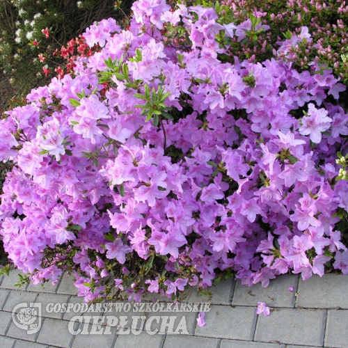 Ledikanense - Japanese azalea - Ledikanense - Rhododendron