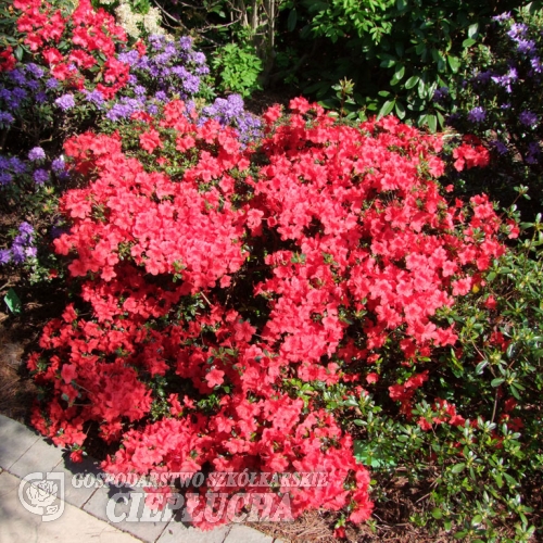 Stewartstonian - Japanese azalea - Stewartstonian - Rhododendron