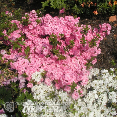 Rosebud - Japanese azalea - Rosebud - Rhododendron