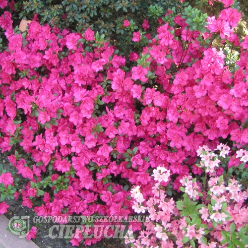 Torello - Japanese azalea - Torello - Rhododendron