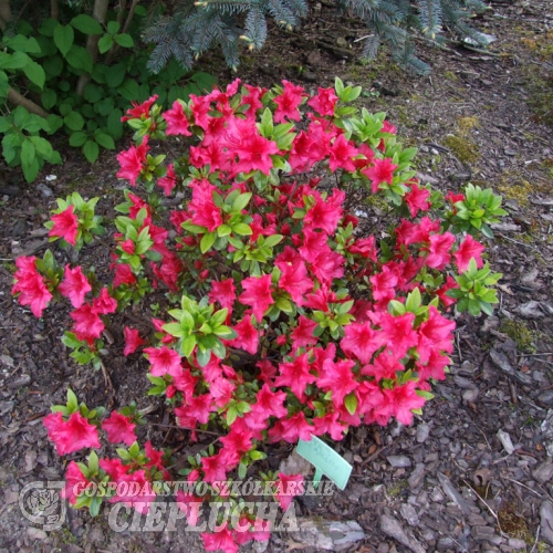 Vuyks Scarlet - Japanese Azalea - Vuyks Scarlet - Rhododendron