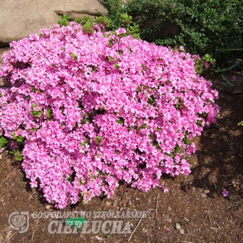 Sazava - Japanese Azalea - Sazava - Rhododendron