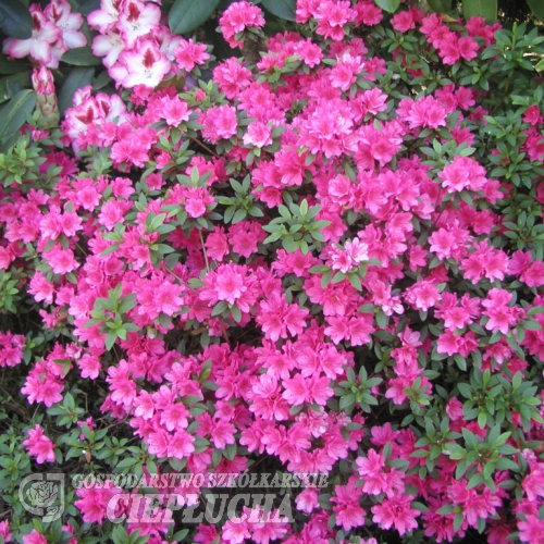 Noriko - Japanese Azalea - Noriko - Rhododendron