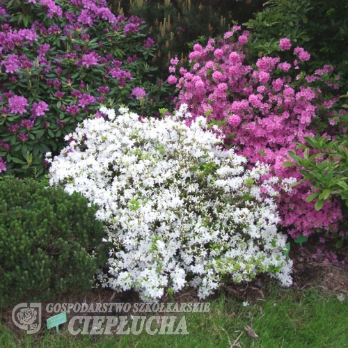 Alba  - Japanese azalea ; Azalea kiusianum - Alba - Rhododendron kiusianum ; Azalea kiusiana