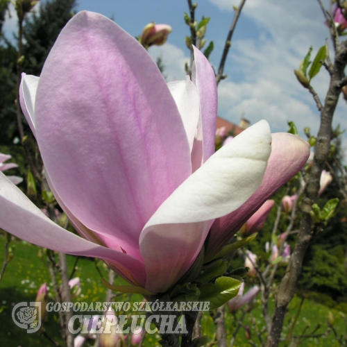 x soulangeana 'Pinkie' - saucer magnolia - Magnolia xsoulangeana 'Pinkie'