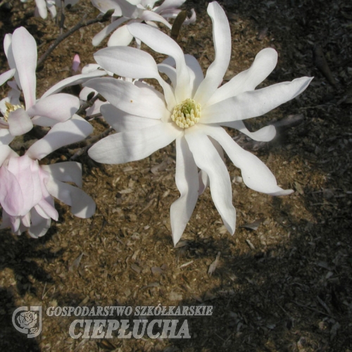 Rosea - Stern-Magnolie - Rosea - Magnolia stellata