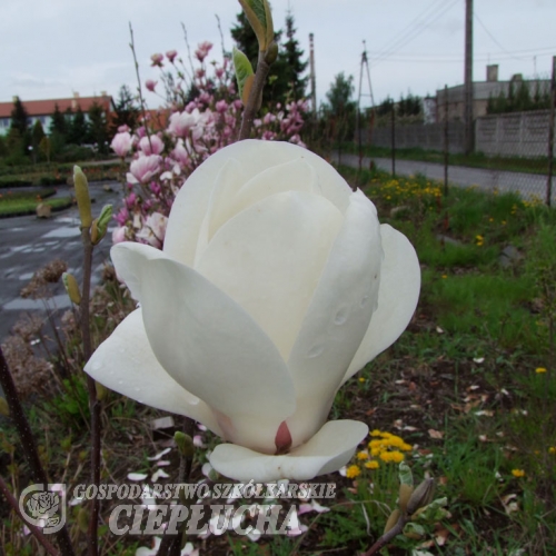 x soulangeana 'Lennei Alba' - Tulpen-Magnolie - Magnolia x soulangeana 'Lennei Alba'